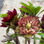 Helleborus WEDDING PARTY® Series Mix. Quick Order Form.