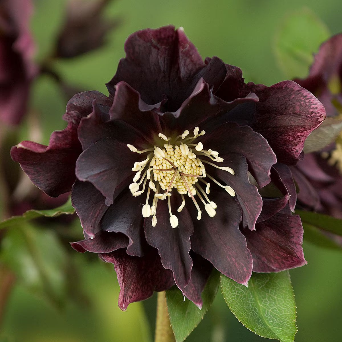 Berbee Bulb Co. / Helleborus 'Orientalis Double Ellen Purple'