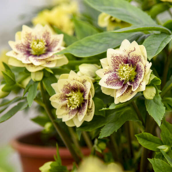 Helleborus 'Father of the Bride' Lenten Rose Perennial. Beautiful Large Yellow Flowers, Burgandy Center.