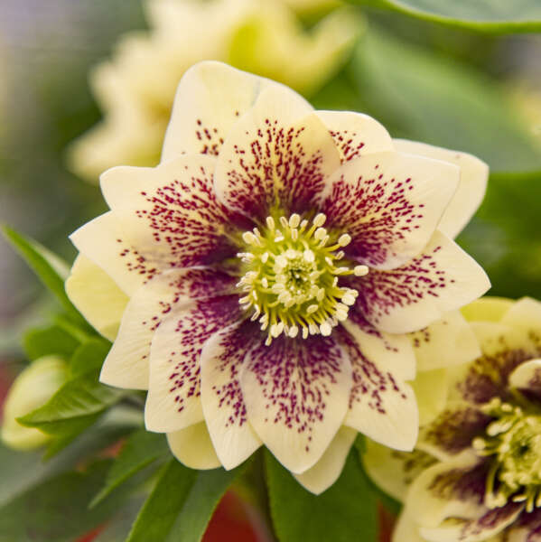 Helleborus WEDDING PARTY® Series Mix. Quick Order Form.