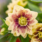 Helleborus WEDDING PARTY® Series Mix. Quick Order Form.