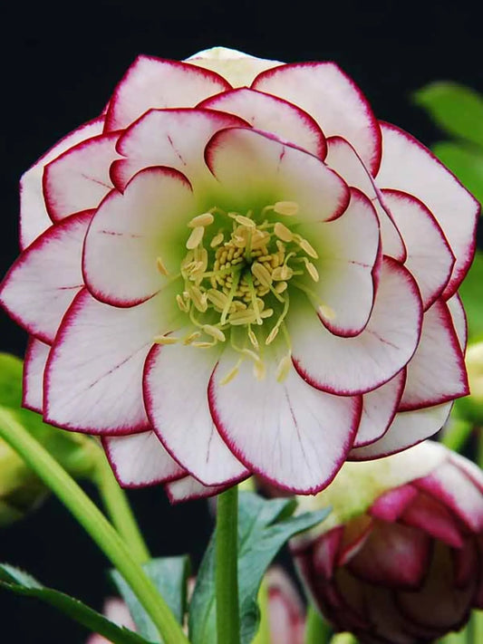 Helleborus Winter Jewels™ 'Fire & Ice.' Stunning Variety Prized for Double White Flowers with Pink Edges.