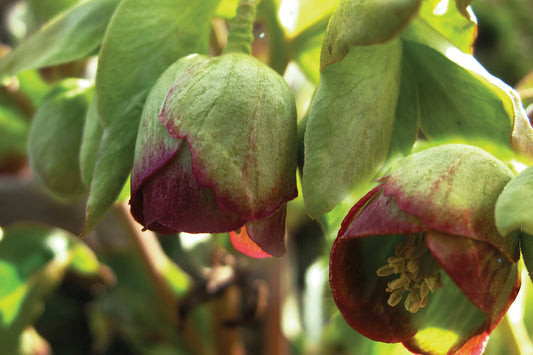 Helleborus foetidus Lenten Rose Starter Perennial. Yellow-Green Flowers Edged in Marroon. Loves Shade.
