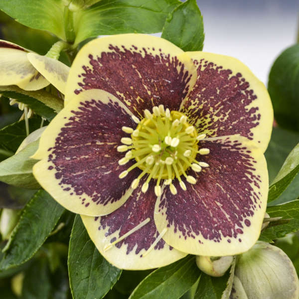 Helleborus 'Rio Carnival' Lenten Rose. Honeymoon Series. Stunning, Heavy Burgandy.