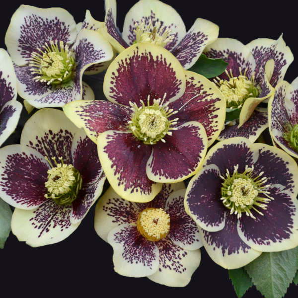 Helleborus 'Rio Carnival' Lenten Rose. Honeymoon Series. Stunning, Heavy Burgandy.