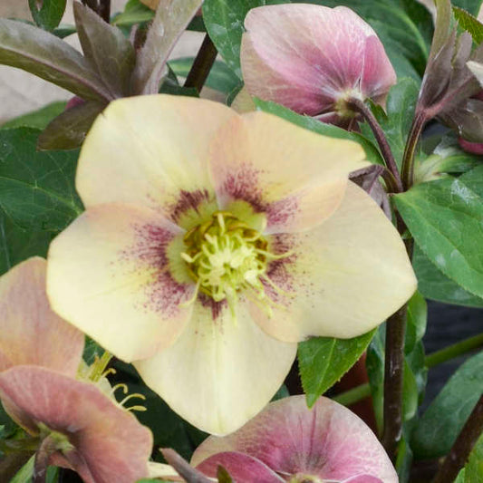 Helleborus 'Sandy Shores' Lenten Rose. Honeymoon Series. Pale Apricot Flowers with Rosy Pink Backs.