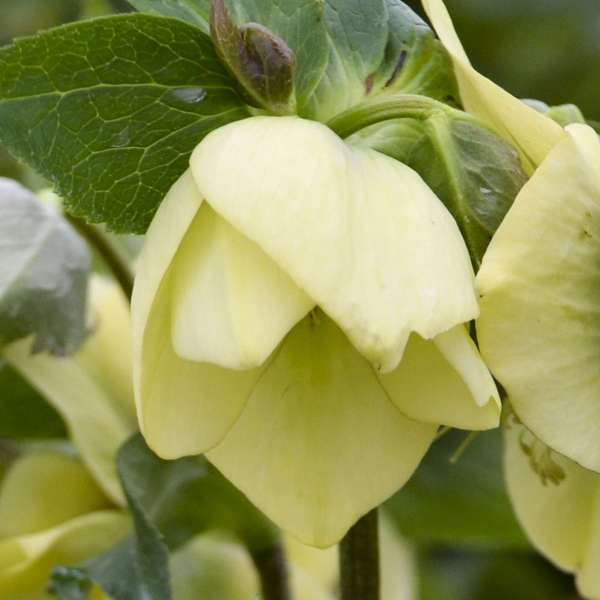 Helleborus 'Spanish Flare' HONEYMOON® Series NEW! Lenten Rose Perennial. Stunning Blooms. Easy to Grow. Spring Blooming. Fall is for Planting.