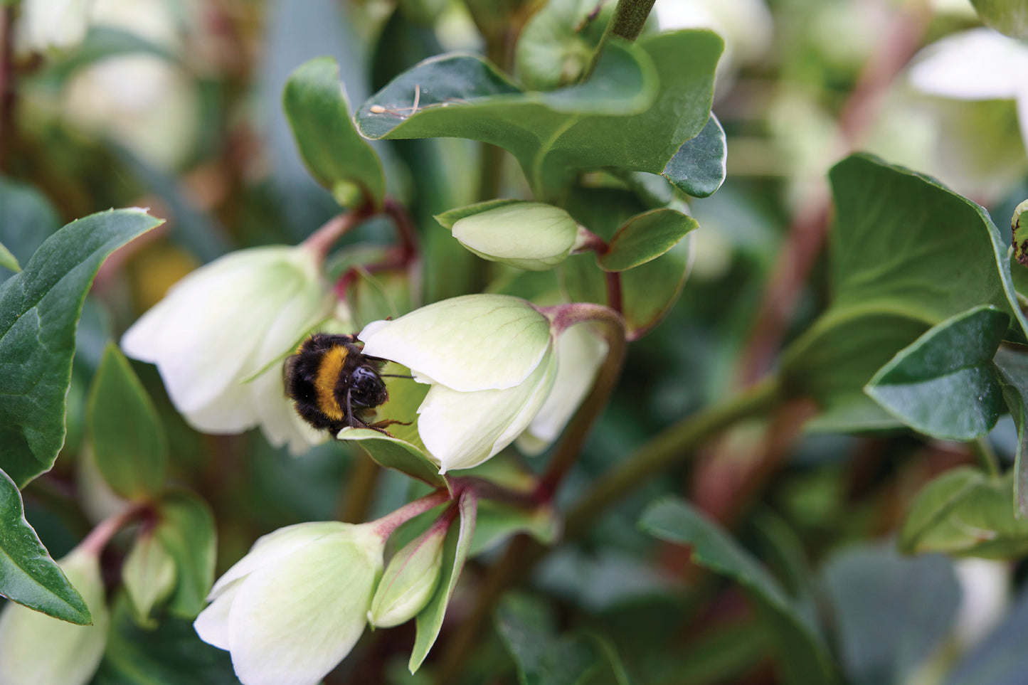 Helleborus 'Winterbells' Lenten Rose Perennial. Rare Upward-Looking Flower Heads.