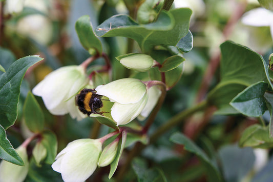 Helleborus 'Winterbells' Lenten Rose Perennial. Rare Upward-Looking Flower Heads.