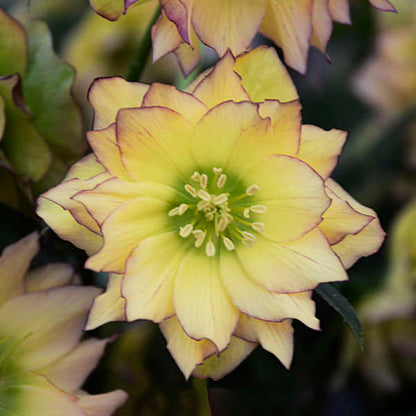 First Dance Lenten Rose Perennial. Rare and Transformative.