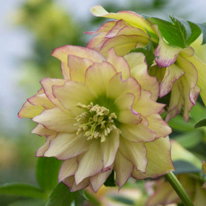 First Dance Lenten Rose Perennial. Rare and Transformative.