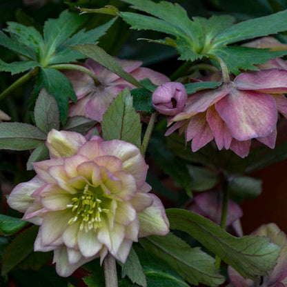 Mother of the Bride Lenten Rose Perennial