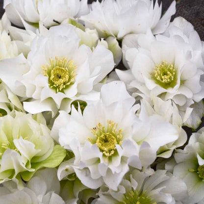 Wedding Bells Lenten Rose Perennial. Beautifully Delicate.