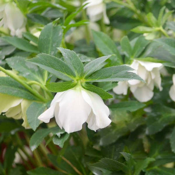 Wedding Bells Lenten Rose Perennial. Beautifully Delicate.