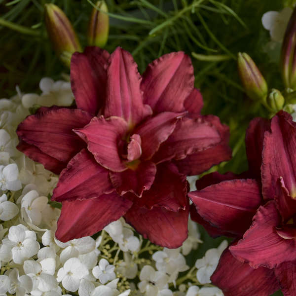 Hemerocallis 'Double Pardon Me' Daylily Starter Perennial. As Many as 18 Tepals. Loves Sun.