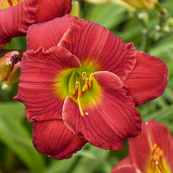 Hemerocallis 'Hemerocallis 'Red Hot Returns' Daylily Starter Perennial. Massive Deep Purplish-Red Flowers. Loves Sun.