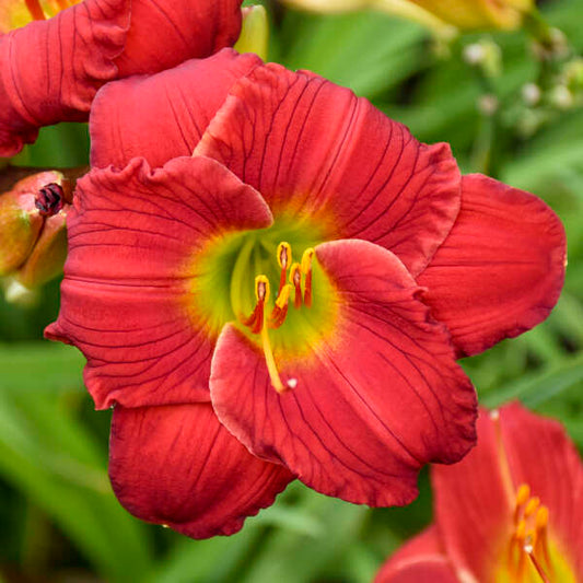Hemerocallis 'Hemerocallis 'Red Hot Returns' Daylily Starter Perennial. Massive Deep Purplish-Red Flowers. Loves Sun.