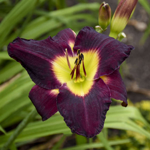 Hemerocallis 'Bela Lugosi' Daylily Starter Perennial. Stunning True Purple. Easy to Grow. Loves Sun.