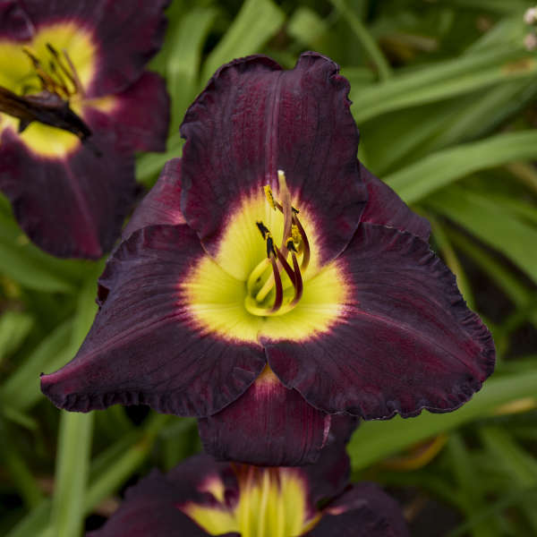 Hemerocallis 'Bela Lugosi' Daylily Starter Perennial. Stunning True Purple. Easy to Grow. Loves Sun.