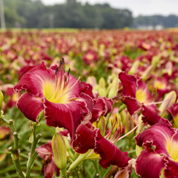 Hemerocallis 'Blood Sweat and Tears' Daylily Starter Perennial. Massive Raspberry Red Flowers. Rebloomer. Fragrant. Loves Sun.