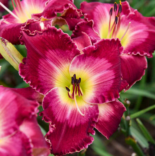 Hemerocallis 'Blood Sweat and Tears' Daylily Starter Perennial. Massive Raspberry Red Flowers. Rebloomer. Fragrant. Loves Sun.