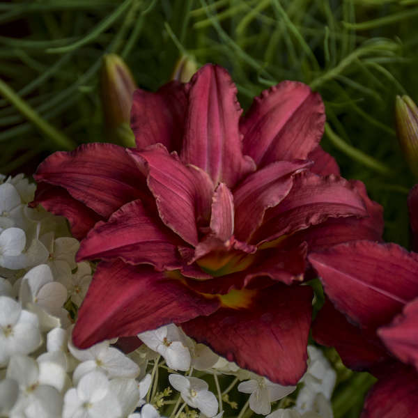 Hemerocallis 'Double Pardon Me' Daylily Starter Perennial. As Many as 18 Tepals. Loves Sun.