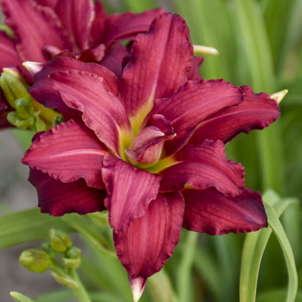 Hemerocallis 'Double Pardon Me' Daylily Starter Perennial. As Many as 18 Tepals. Loves Sun.