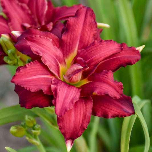 Hemerocallis 'Double Pardon Me' Daylily Starter Perennial. As Many as 18 Tepals. Loves Sun.
