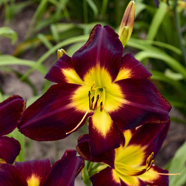 Hemerocallis 'Hemerocallis 'Persian Ruby' Daylily Starter Perennial. Must-Have, Massive Flowers. High Bud Count. Loves Sun.