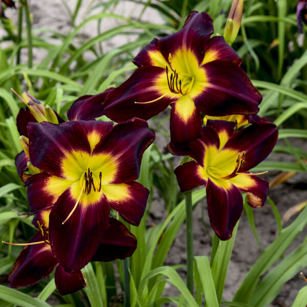 Hemerocallis 'Hemerocallis 'Persian Ruby' Daylily Starter Perennial. Must-Have, Massive Flowers. High Bud Count. Loves Sun.