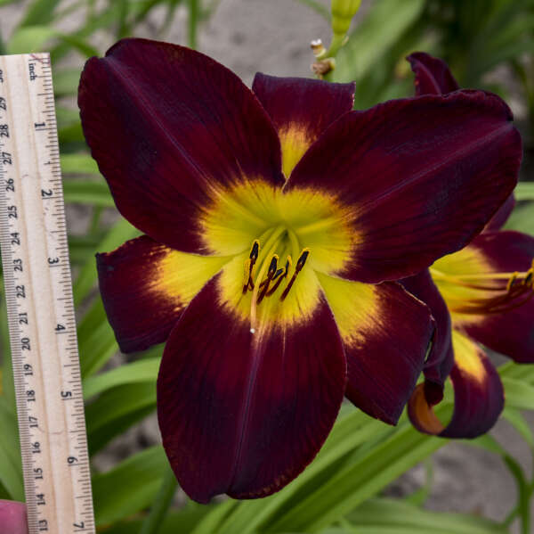 Hemerocallis 'Hemerocallis 'Persian Ruby' Daylily Starter Perennial. Must-Have, Massive Flowers. High Bud Count. Loves Sun.