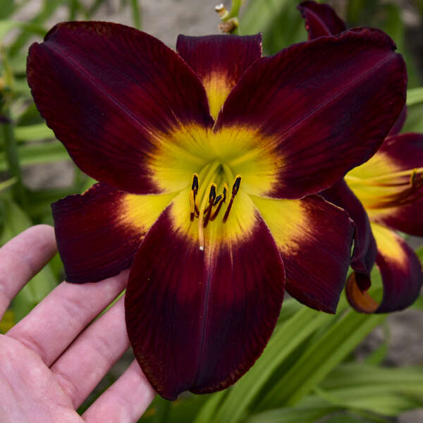 Hemerocallis 'Hemerocallis 'Persian Ruby' Daylily Starter Perennial. Must-Have, Massive Flowers. High Bud Count. Loves Sun.