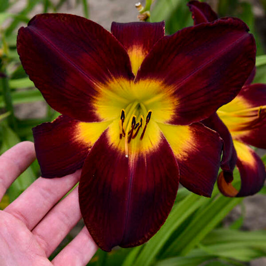 Hemerocallis 'Hemerocallis 'Persian Ruby' Daylily Starter Perennial. Must-Have, Massive Flowers. High Bud Count. Loves Sun.