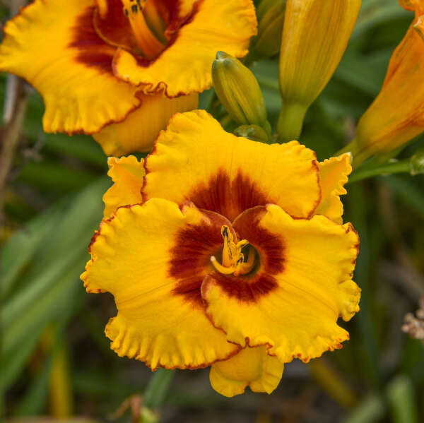 Walters Gardens, Inc. / Hemerocallis 'Pooh Bear'