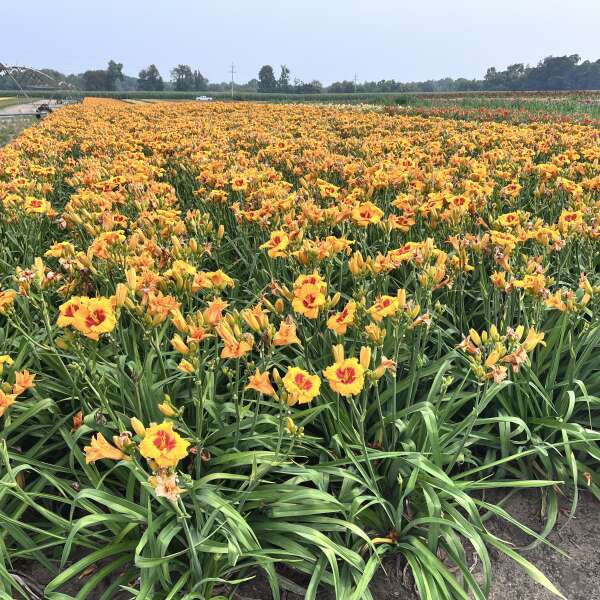 Walters Gardens, Inc. / Hemerocallis 'Pooh Bear'