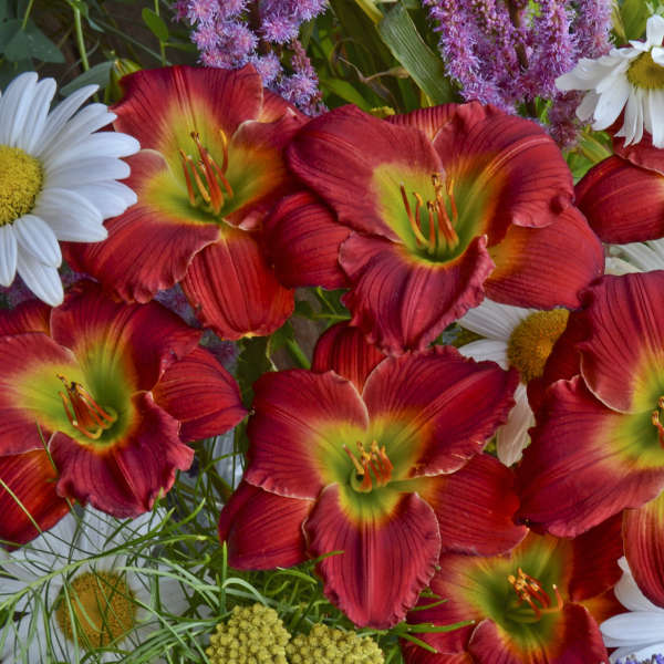 Hemerocallis 'Hemerocallis 'Red Hot Returns' Daylily Starter Perennial. Massive Deep Purplish-Red Flowers. Loves Sun.