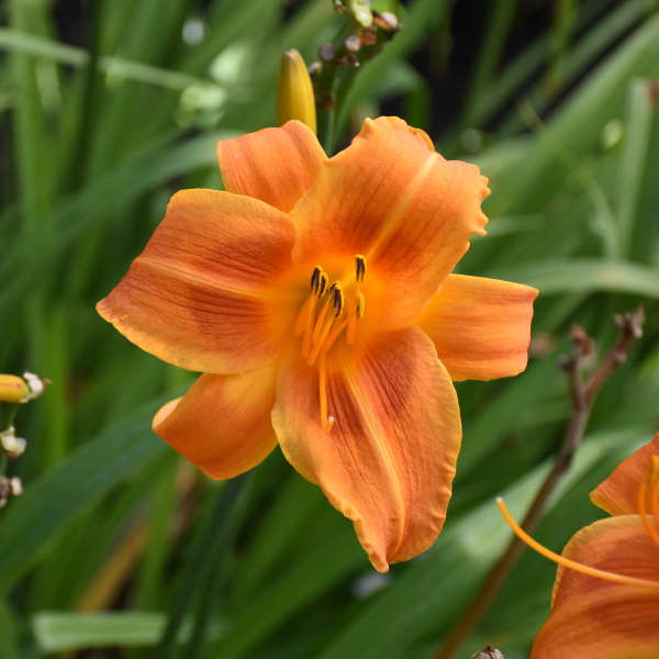 Walters Gardens, Inc. / Hemeroallis 'Rocket City'