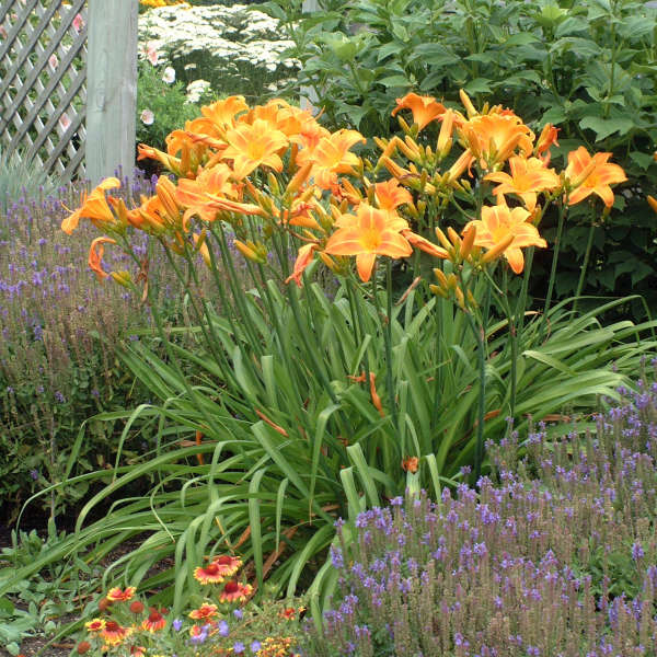 Walters Gardens, Inc. / Hemeroallis 'Rocket City'