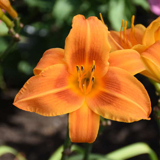Walters Gardens, Inc. / Hemeroallis 'Rocket City'