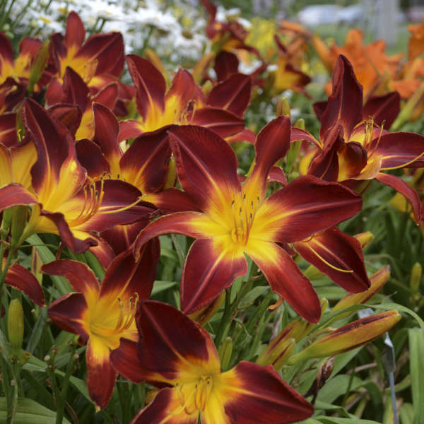 Walters Gardens, Inc. / Hemerocallis 'Ruby Spider'