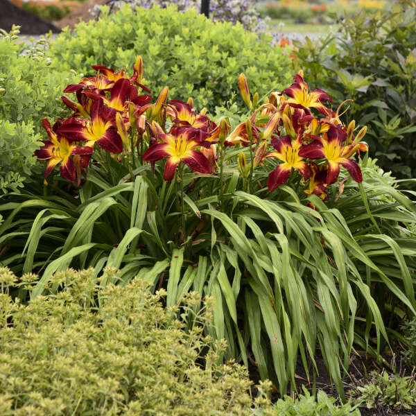 Walters Gardens, Inc. / Hemerocallis 'Ruby Spider'