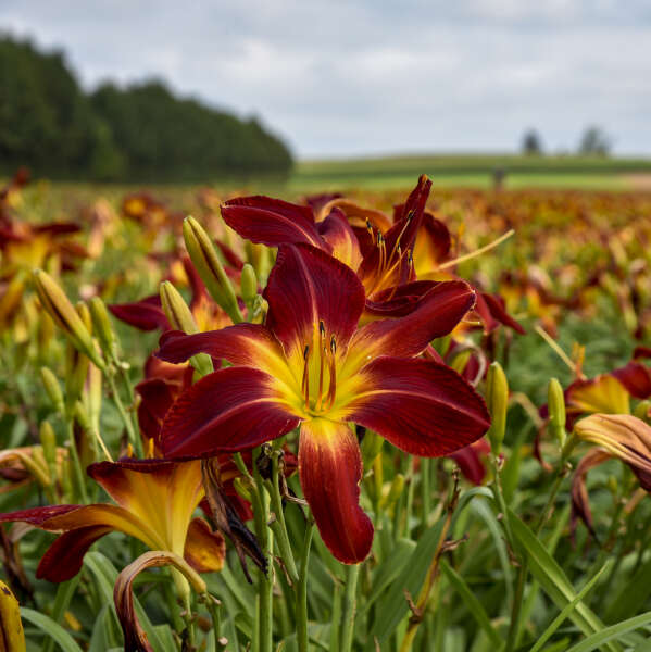 Walters Gardens, Inc. / Hemerocallis 'Ruby Spider'