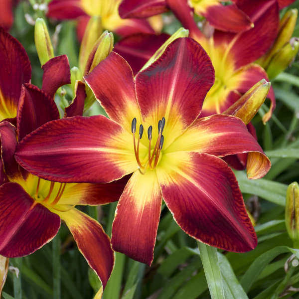 Walters Gardens, Inc. / Hemerocallis 'Ruby Spider'