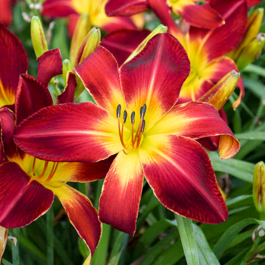 Walters Gardens, Inc. / Hemerocallis 'Ruby Spider'
