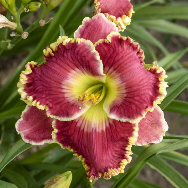 Walters Gardens, Inc. / Hemerocallis 'Born To Run'