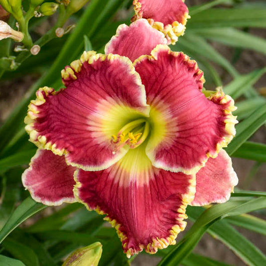 Walters Gardens, Inc. / Hemerocallis 'Born To Run'