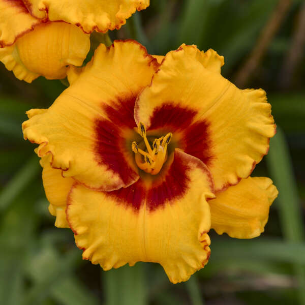 Walters Gardens, Inc. / Hemerocallis 'Pooh Bear'