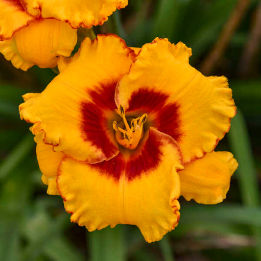 Walters Gardens, Inc. / Hemerocallis 'Pooh Bear'