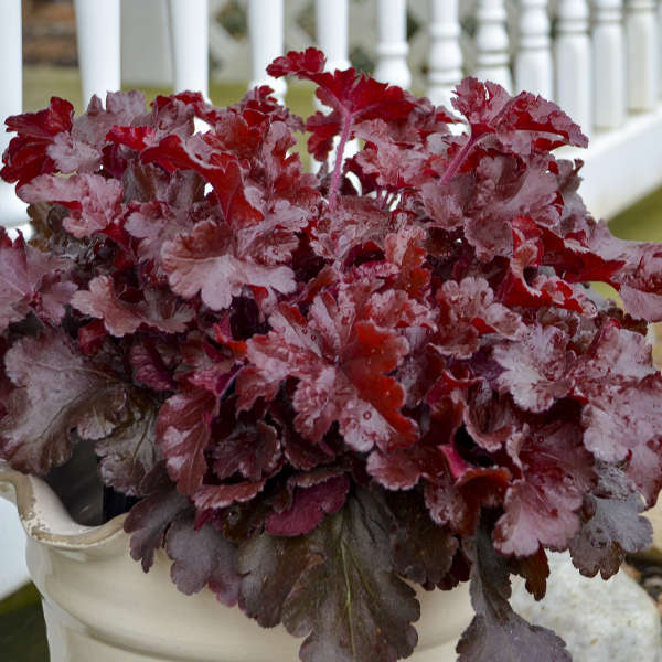 3 Heuchera 'Cherry Truffles' Starter Coral Bells Perennials. Bright Red, Heavily Ruffled Leaves. Sun and Shade.