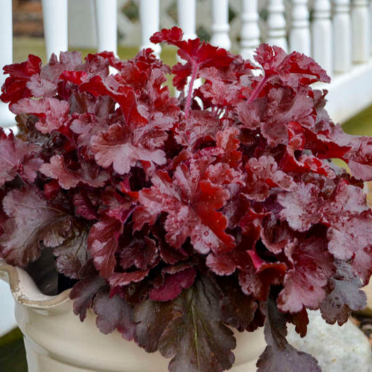 3 Heuchera 'Cherry Truffles' Starter Coral Bells Perennials. Bright Red, Heavily Ruffled Leaves. Sun and Shade.